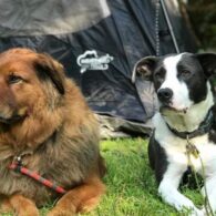 Kristen Schaal's pet Two Rescue Dogs