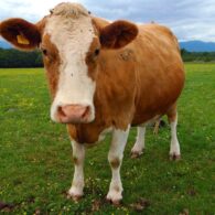 Linda Ronstadt's pet Cow