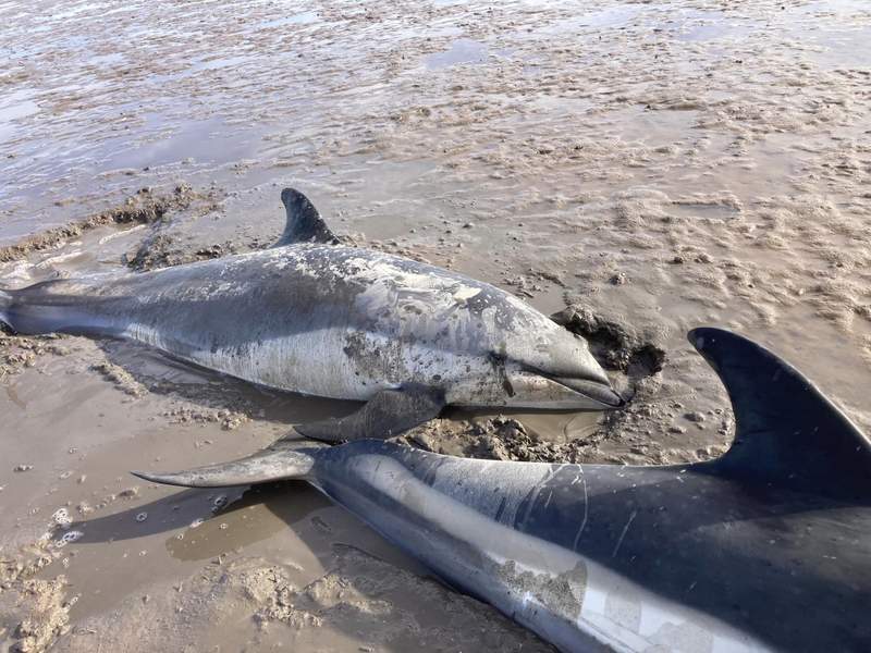Nova Scotia Beach stranded dolphins