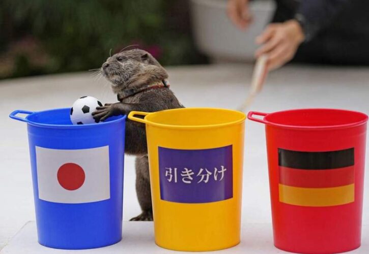 An otter and two pandas praised for predicting World Cup 2022 match winners