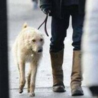 Robert Plant's pet Arthur