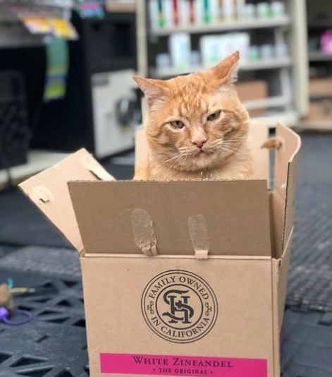 Shop Cat Paul in Seattle Washington