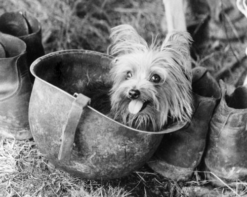 Smoky - Yorkshire Terrier war dog of World War II