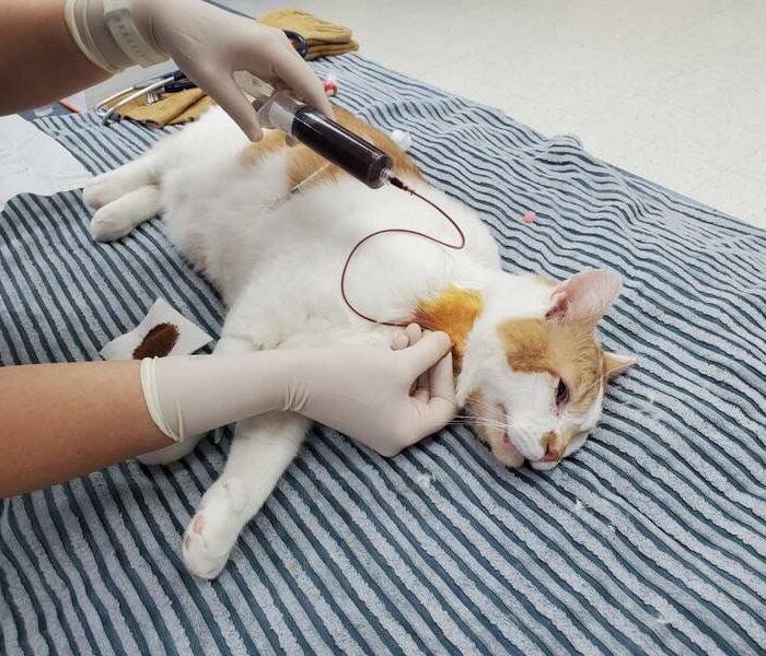 Smuckers the cat donating blood