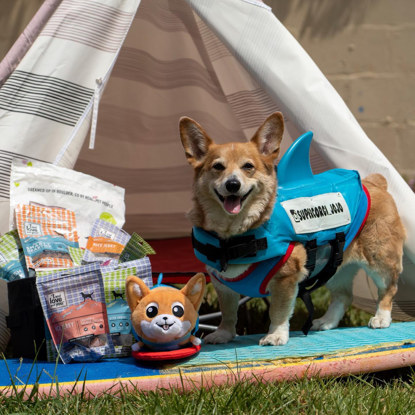 How Super Corgi Jojo Overcame Tragedy to Become a Surfing Champion ...