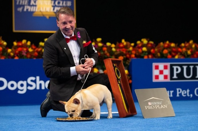 Winston French Bulldog National Dog Show winner 2022