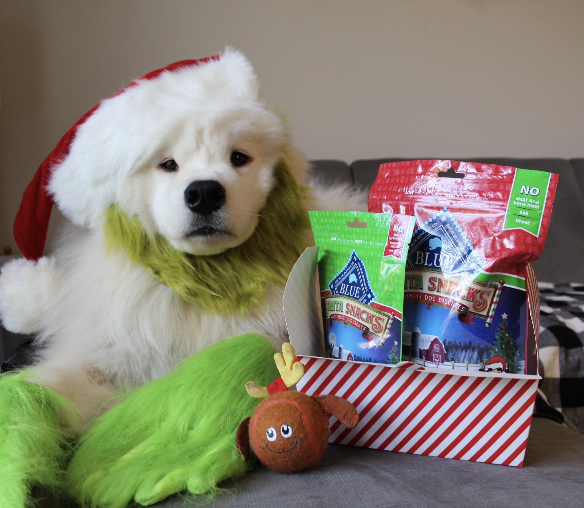 biffthesamoyed christmas