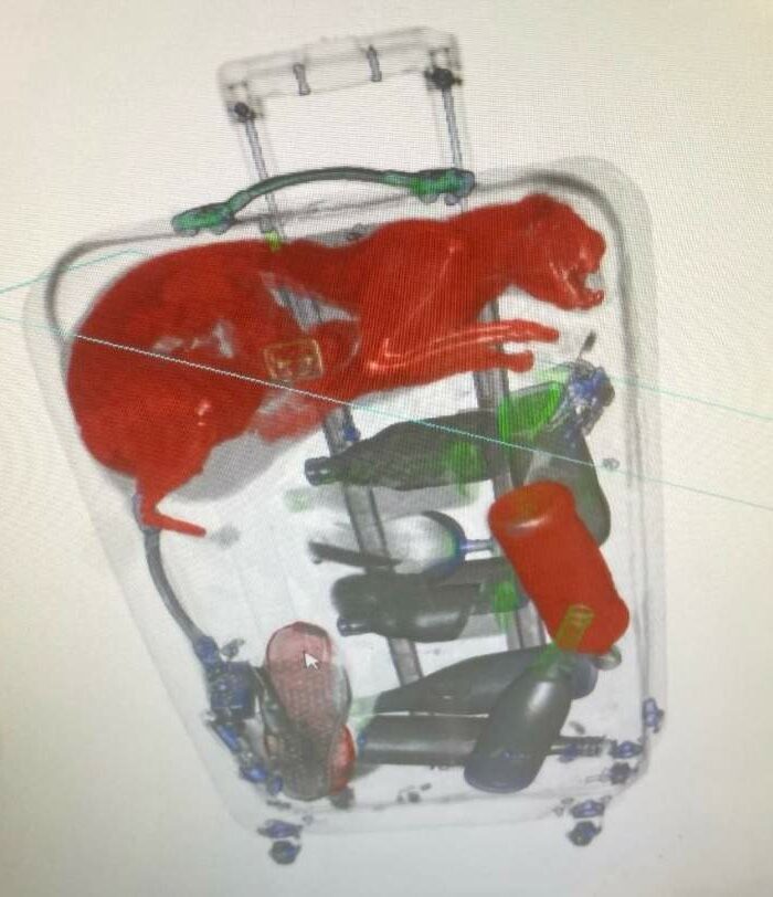 Orange cat flight stowaway found by TSA with X-ray