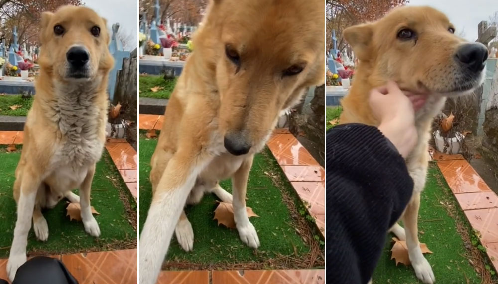 Stray Dogs Offers Comfort to a Stranger in the Face of Grief