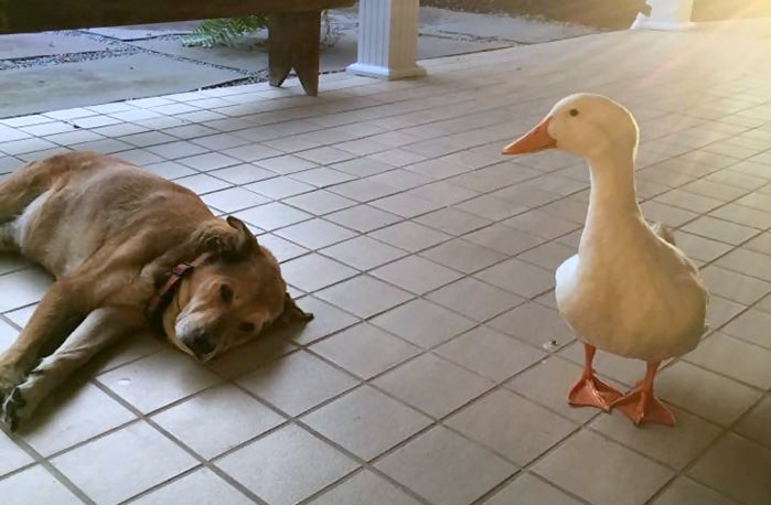 Duck cures grieving dog's depression