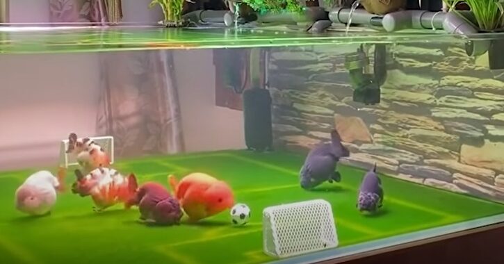 Man trains his goldfish to play soccer
