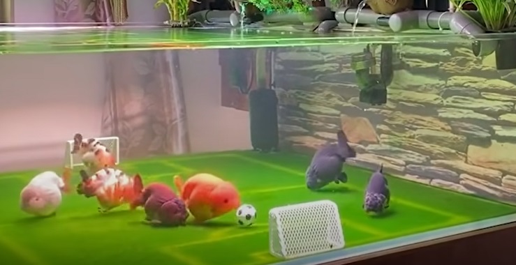 goldfish playing soccer - Yang Tianxin