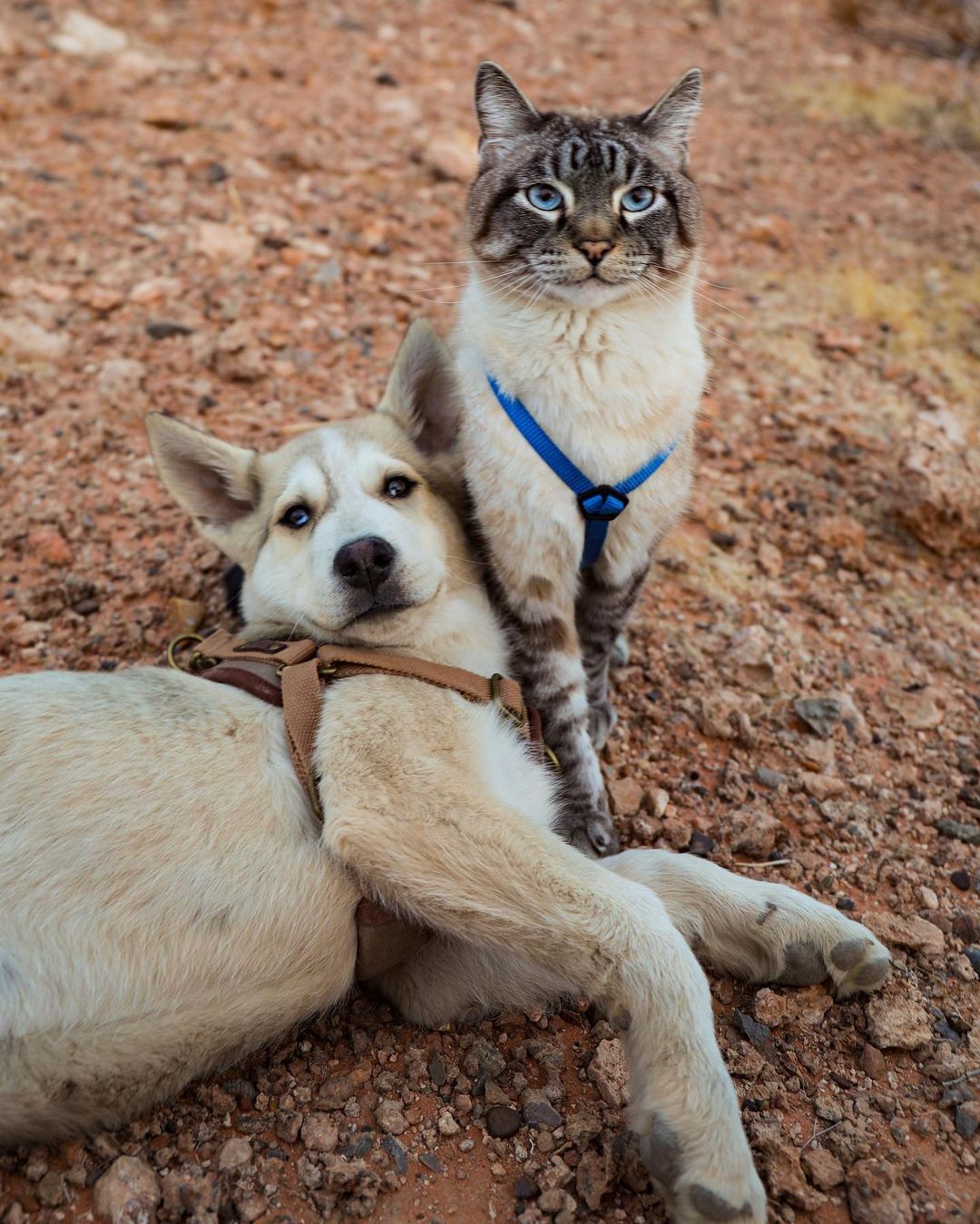 henrythecoloradodog