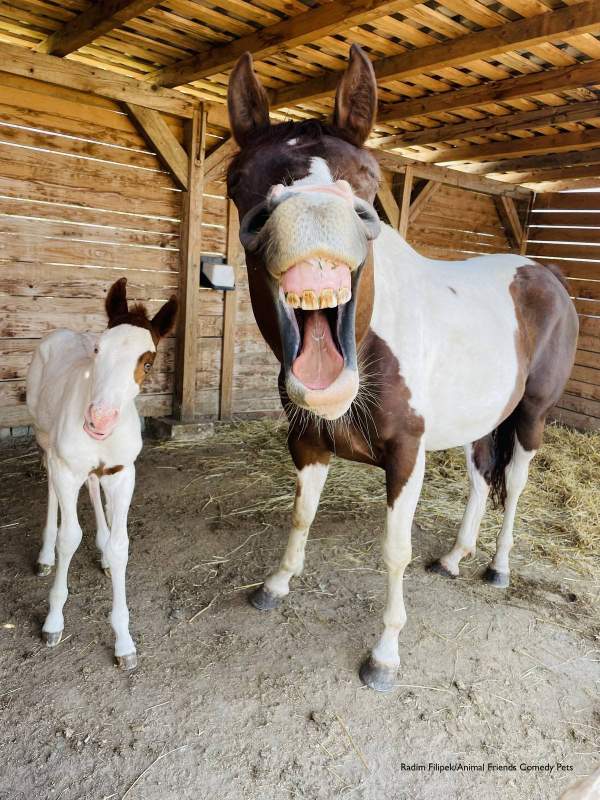 horse category winner- Comedy Pets Photography Awards 2022