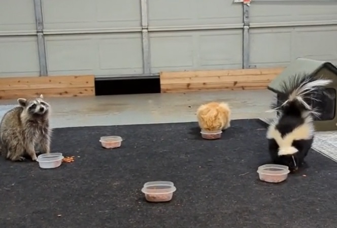 Lily the Skunk Opens a Street Cat Cabana