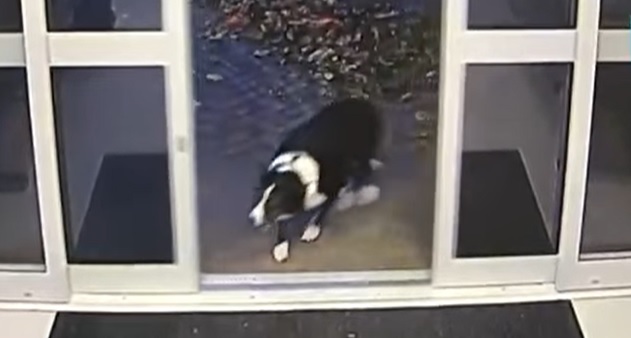 Wanted dog turns herself in at police station (video)