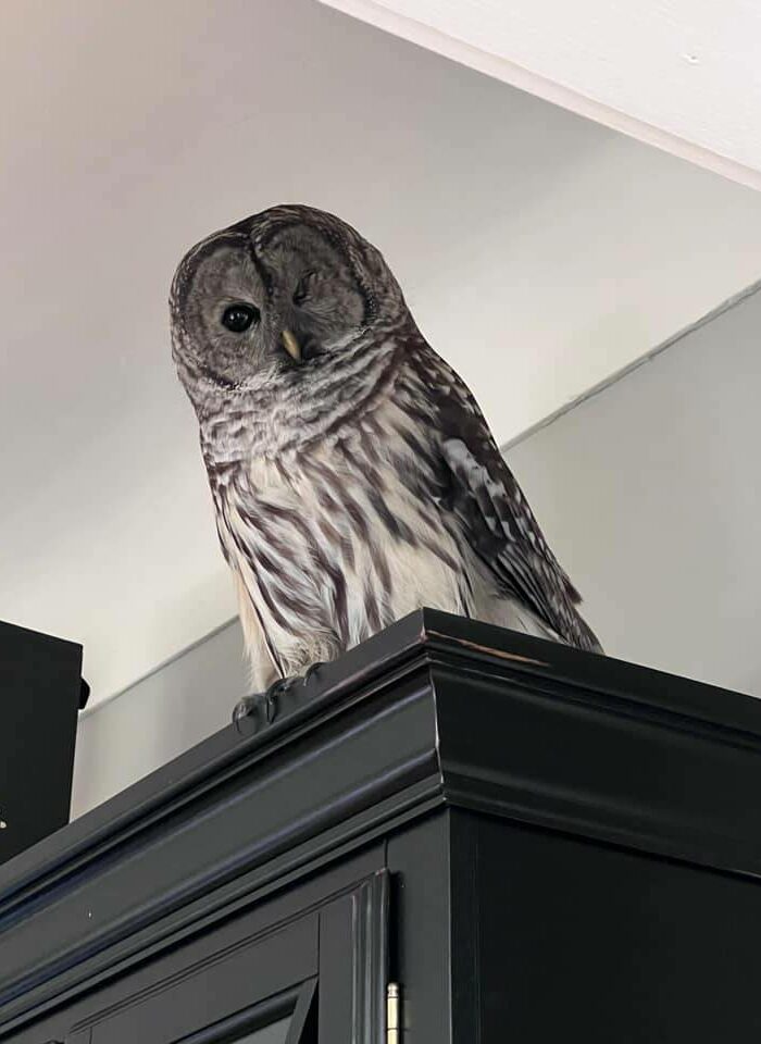 Oak Bay owl breaks into home, trashes the place