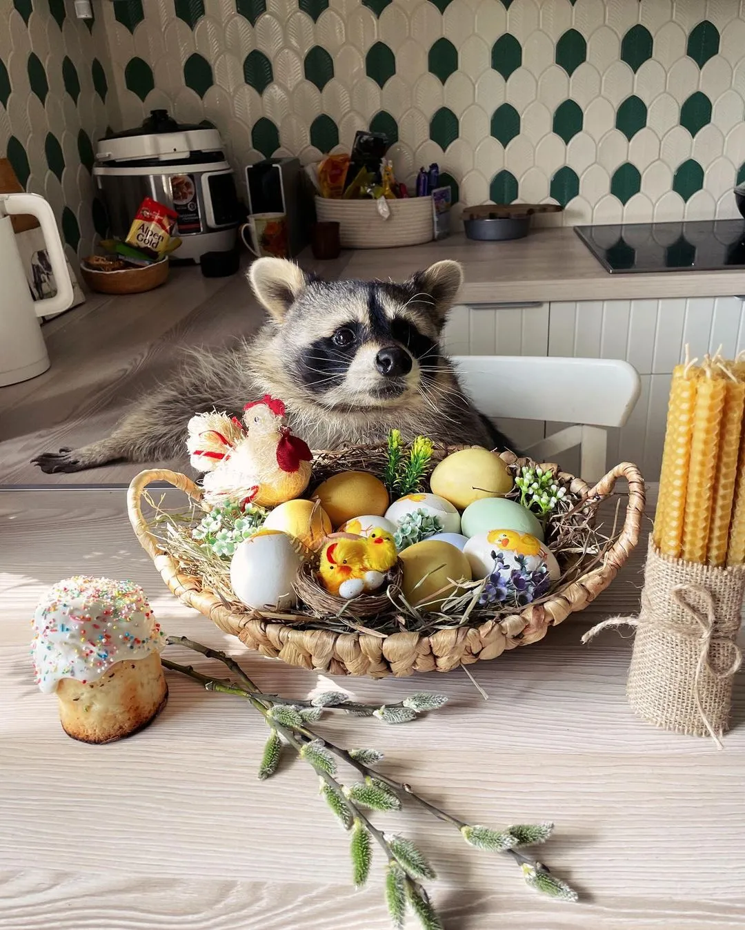 Tema Racoon Tema The Chubby Raccoon From Zoo Baby to Pampered Instagram Superstar ...