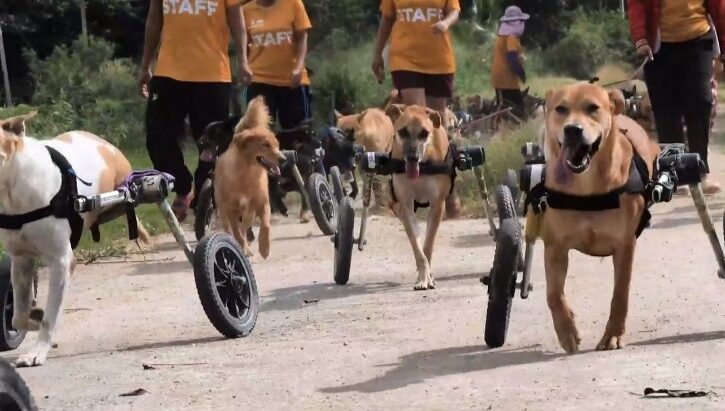 The Wheelchair Mafia: Disabled shelter dogs turned biker gang (Video)