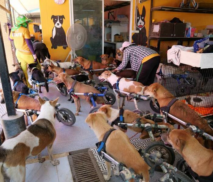 wheelchair mafia - disabled and paralysed shelter dogs Thailand