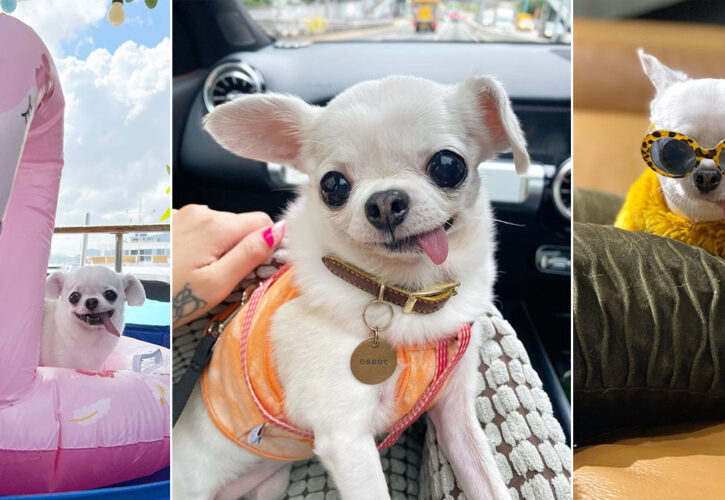 Dobby the Chihuahua's Tongue Waggin' Banana Obsession is Charming Audiences