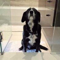 Alexandra Daddario's pet Shower Companion