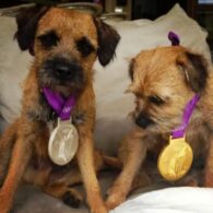 Andy Murray's pet Rusty and Maggie May