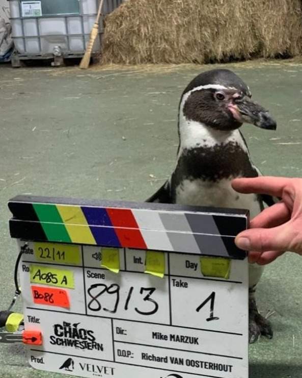 Chester the actor Humboldt penguin