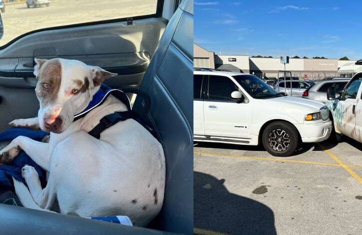Reckless driver crashes into two cars, is also a dog