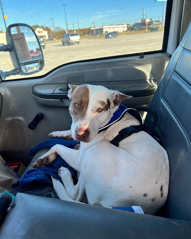 Dog crashes car in Walmart parking lot Texas