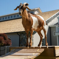 Georgina Bloomberg's pet Petey the goat