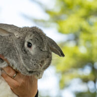 Georgina Bloomberg's pet Scout the Bunny