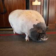 Georgina Bloomberg's pet Wilbur the Pig