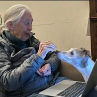 Jane Goodall's pet Greyhound