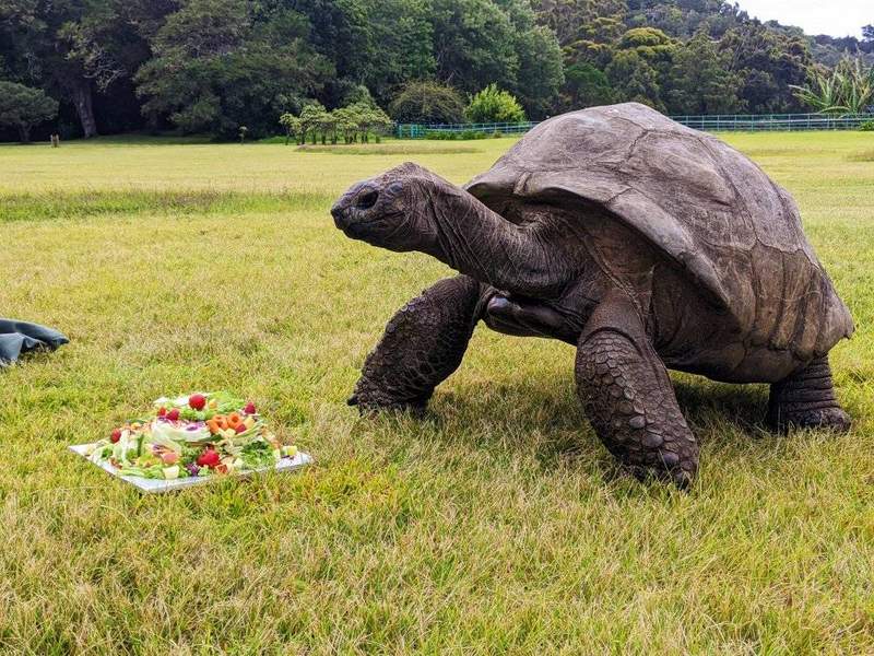 Jonathan the Tortoise - The world's oldest land animal
