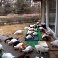 Liu Yifei's pet Cat Sanctuary