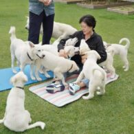 Moon Jae-in's pet Gomi and Songgang