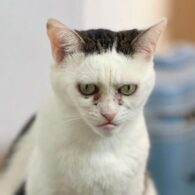 Phil Foden's pet Cat that looks like Phil Foden