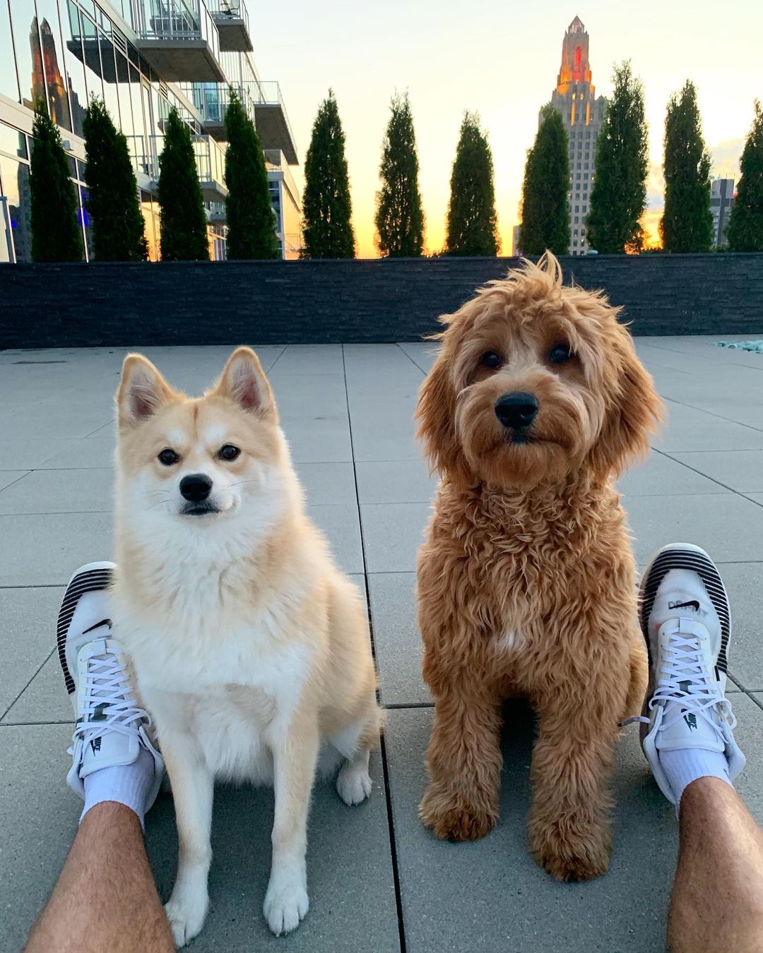 Travis Kelce dogs Rambo goldendoodle and Chauncey pomeranian husky mix