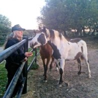 Willie Nelson's pet Horses