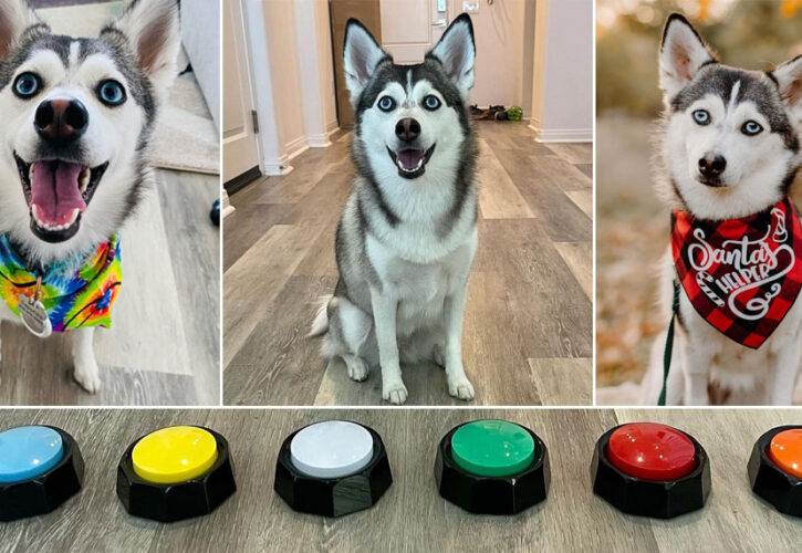 Sapphie The Pomsky has all the buttons and she knows when to push them!