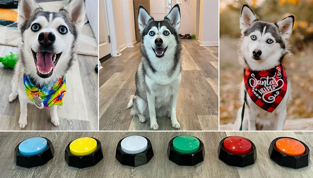 Sapphie The Pomsky has all the buttons and she knows when to push them ...