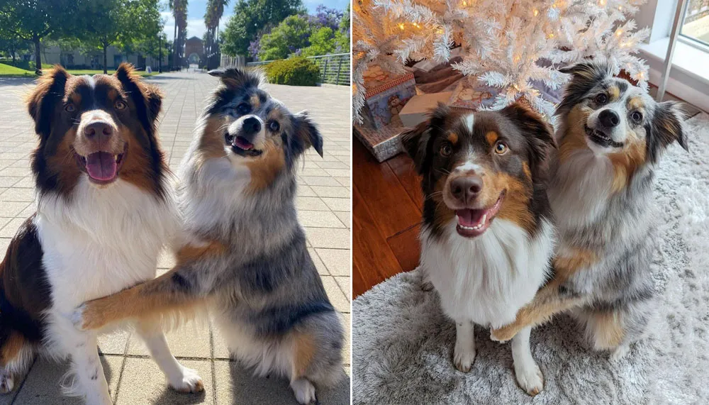 Tesla The Mini Aussie The Only Workout Partner You Ll Ever Need