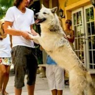 Chris Cornell's pet White German Shepherds