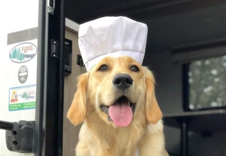 Cooking with Badger - A classically trained chef and golden retriever
