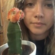 Florence Pugh's pet Barry the Cactus