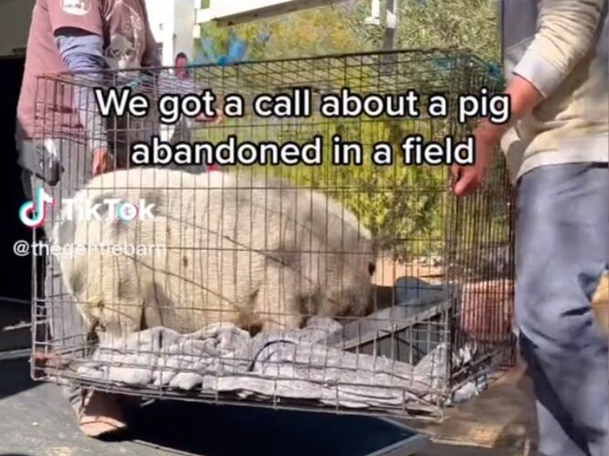 Logan Paul's pig Pearl found abandoned and neglected, rescued by Gentle Barn Sanctuary