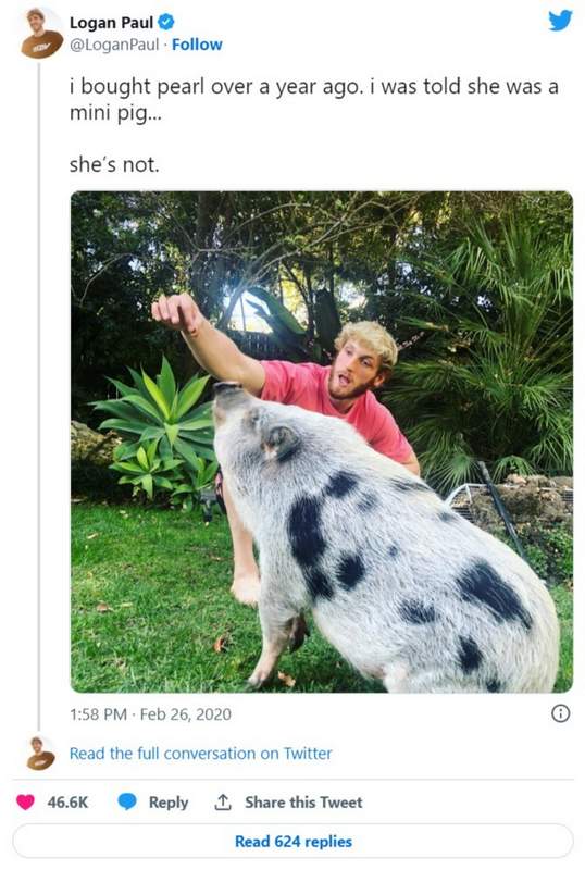 Logan Paul pig Pearl found abandoned and neglected