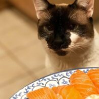 Noel Fisher's pet Sushi