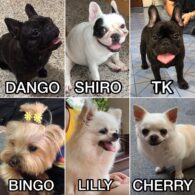 Ten Lee's pet 16 Dogs